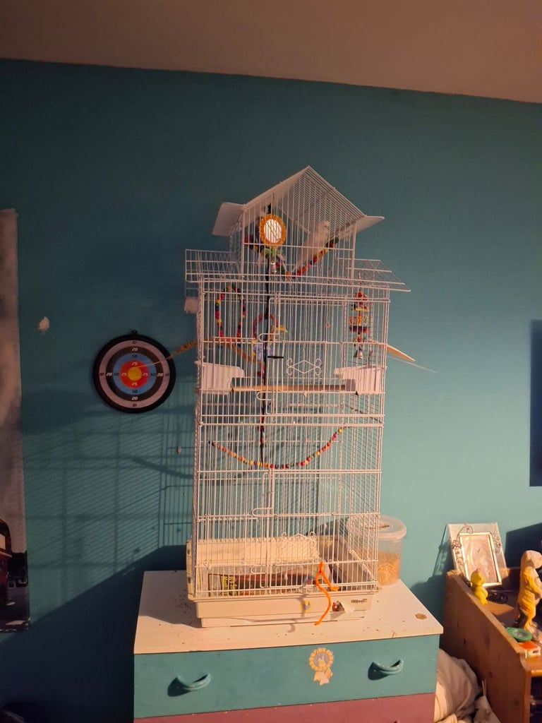 Beautiful budgies