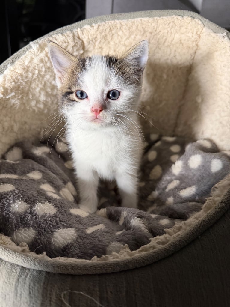 🐾 Adorable kitten READY FOR REHOMING! 🏡