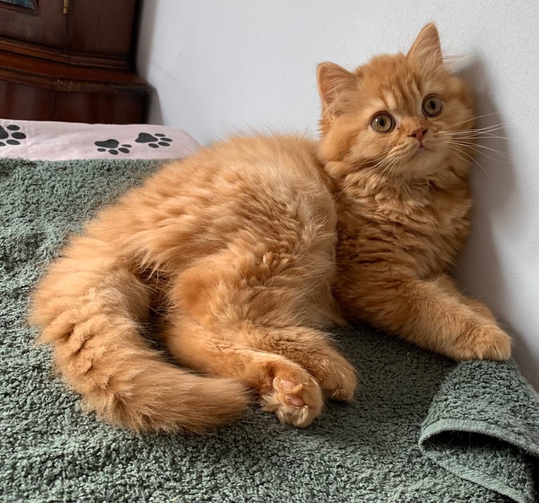 British long hair male kitten 