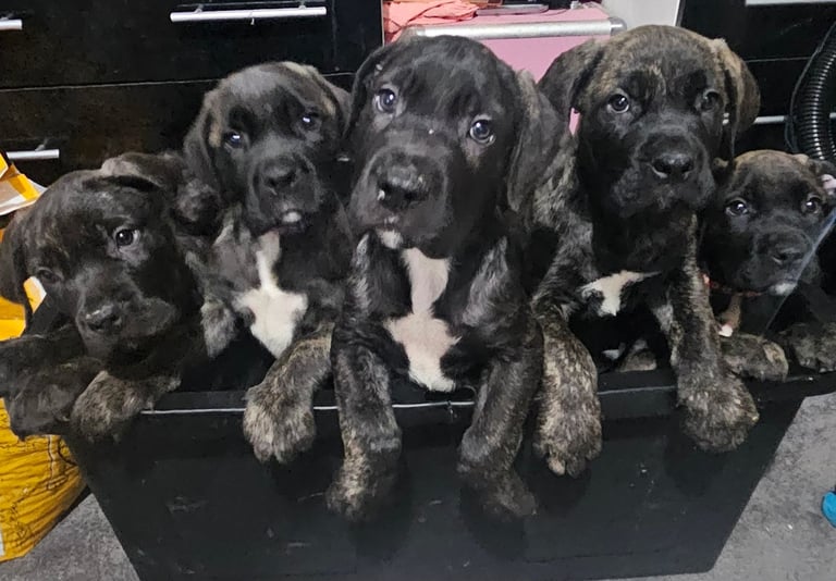 Cane corso puppies 2 left available, ready to leave to their forever home, read full description 