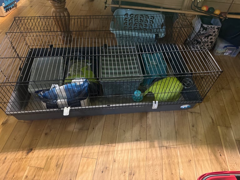 Guniea Pig set up 