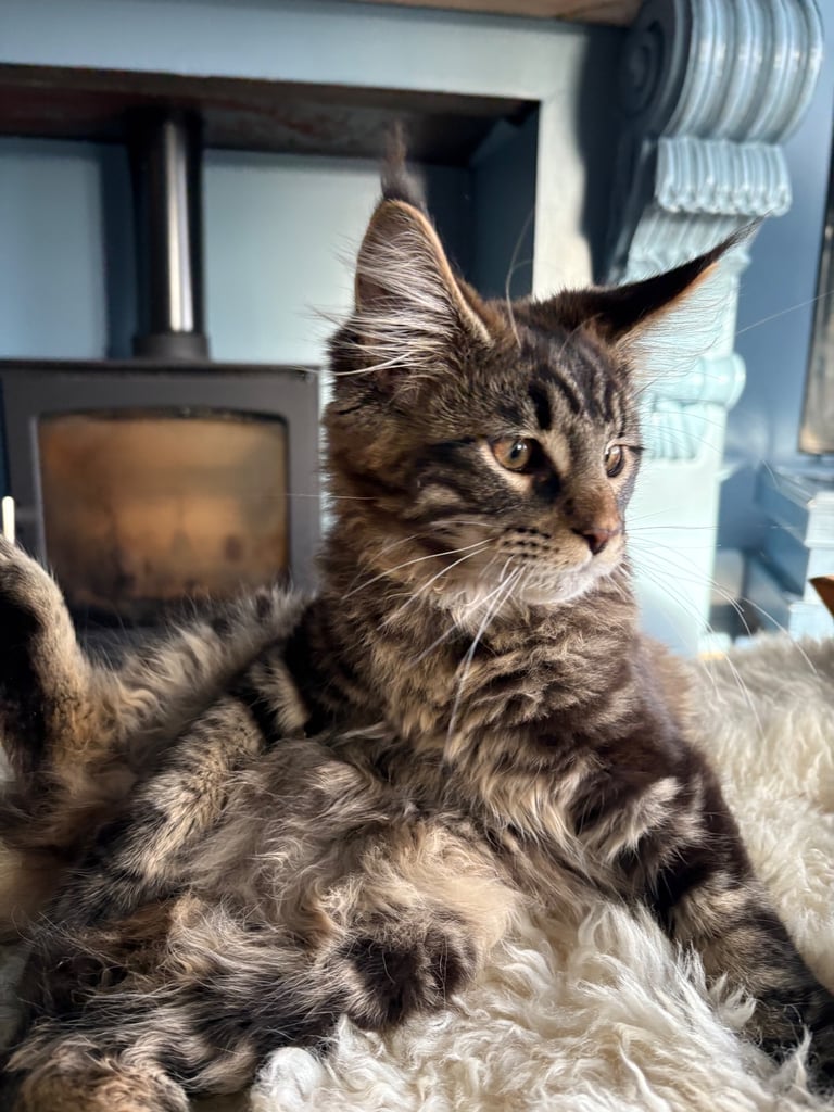 Maine Coon Kittens
