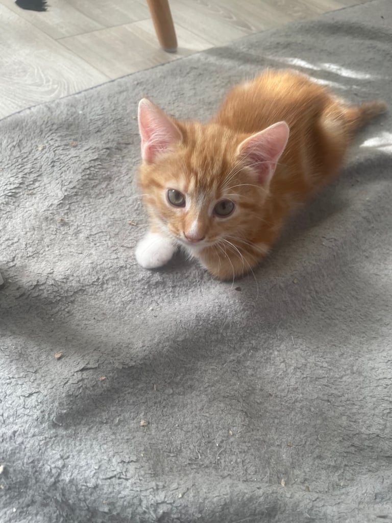 Beautiful kittens