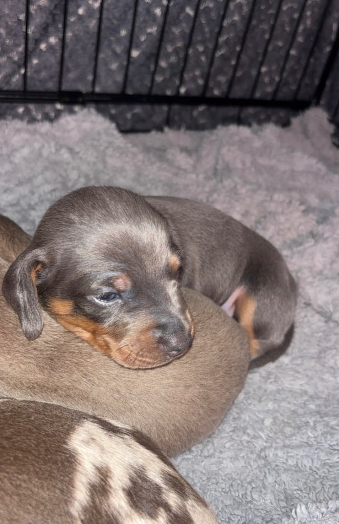 Dachshund puppies  