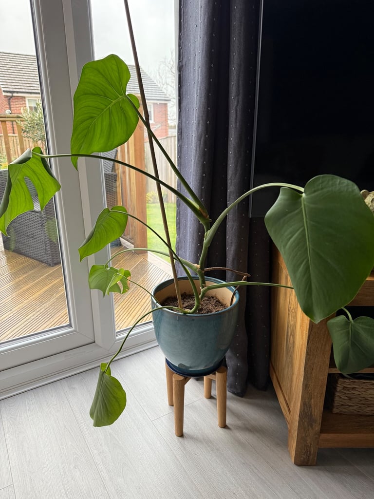 Monstera plant - blue pot 