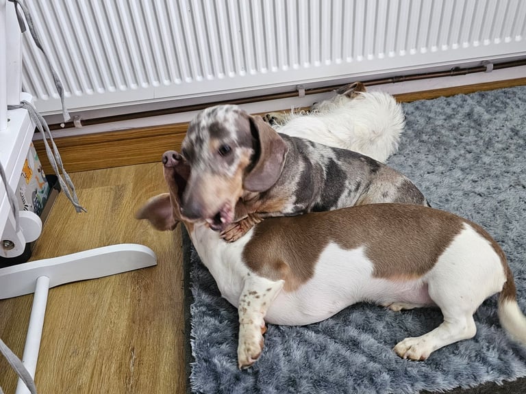 2 miniature dachshunds 