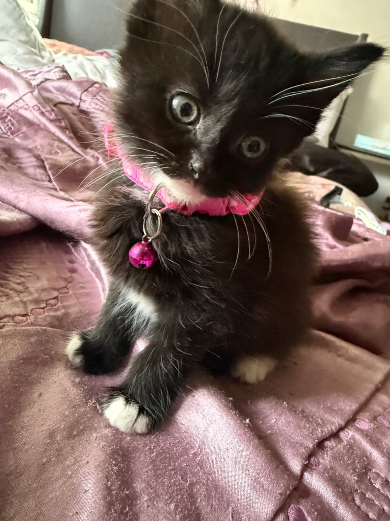 5 kittens for sale 4 girls 1 boy