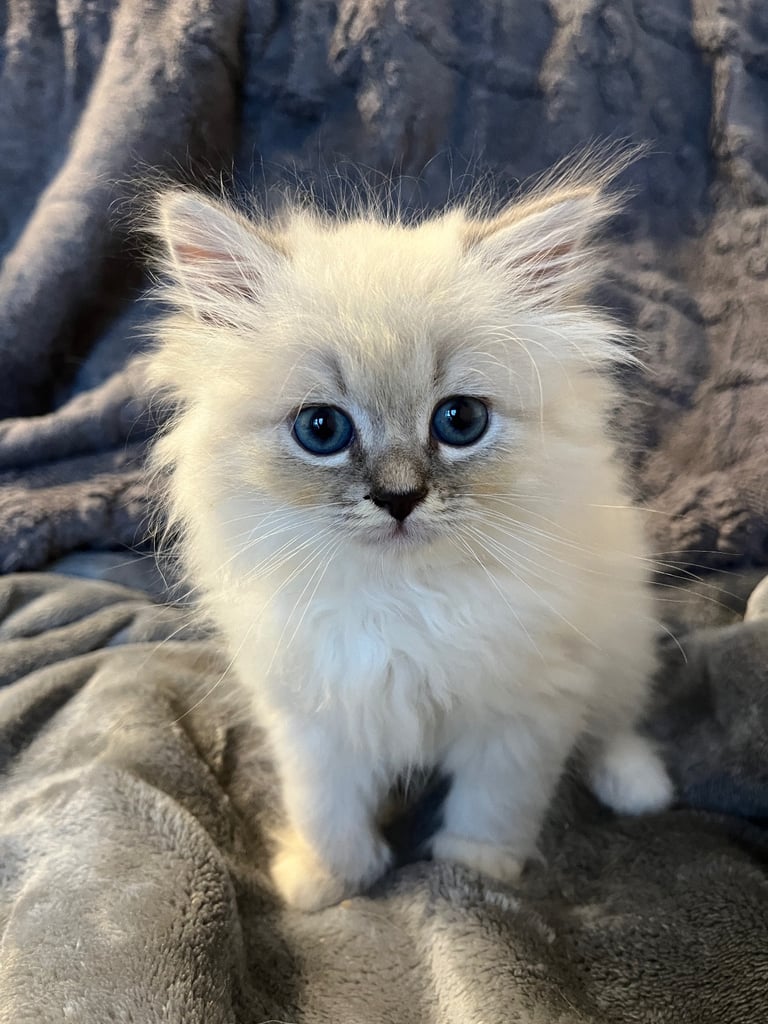  Pure Siberian kittens ready to leave. Only 2 left. 