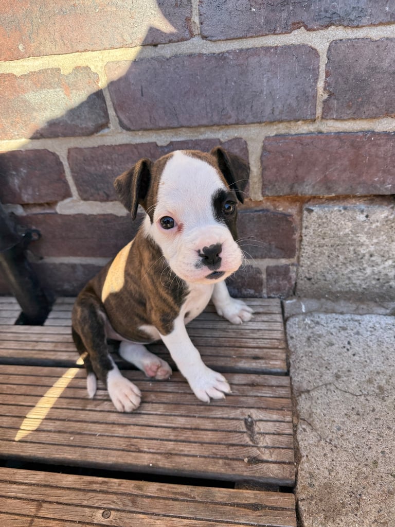 Beautiful boxer puppies 