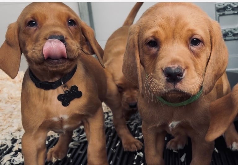 Kc fox red Labrador 1 boy ready now