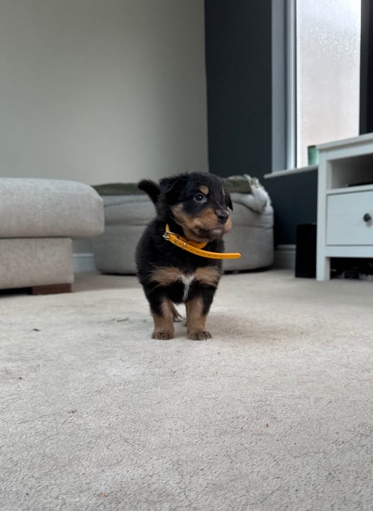 3 Welsh Collie (Tri Colour) Puppies for sale