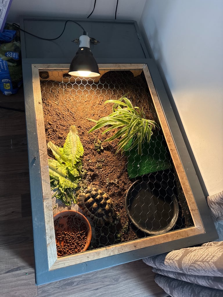 Tortoise table 