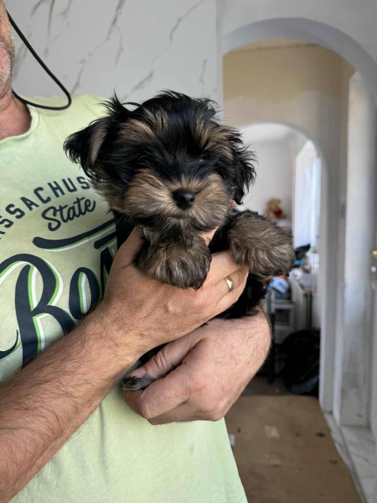 Yorkshire terrier, boys and girls. 
