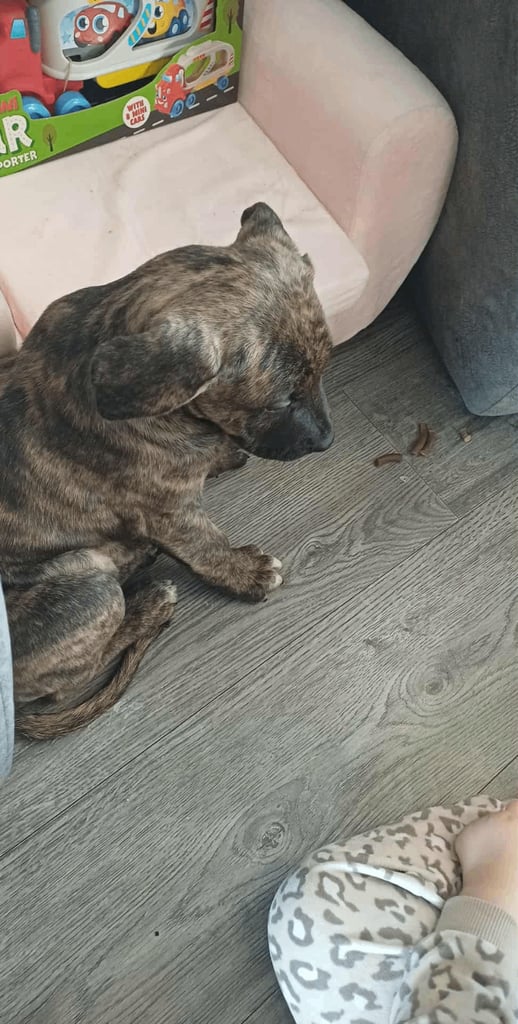 image for puppies