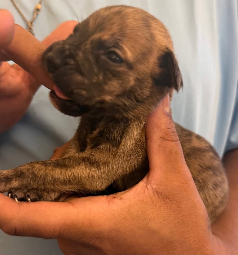 Dutch Herder x American Bully pups