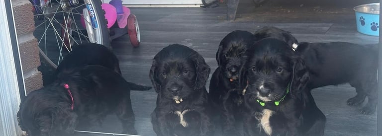 Beautiful cocker spaniels 