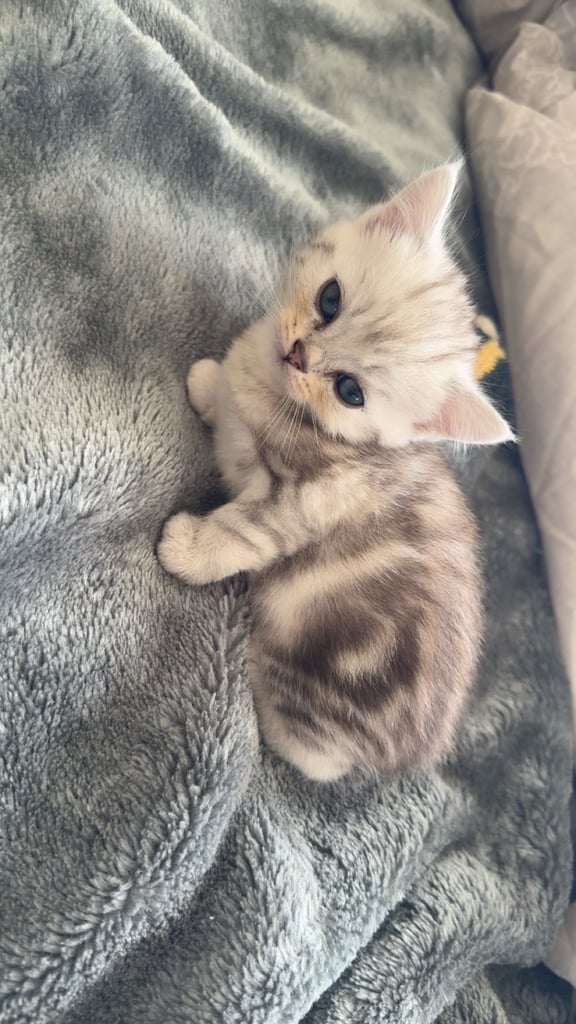 Silver tip scottish straight persian silvertip mix breed 
