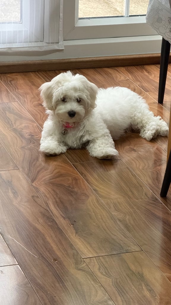 Maltese puppy