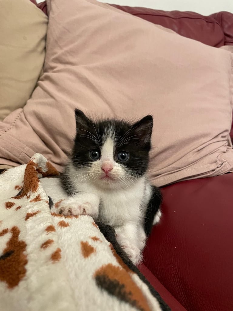 kittens