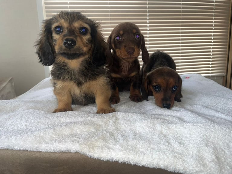 Dachshund puppies