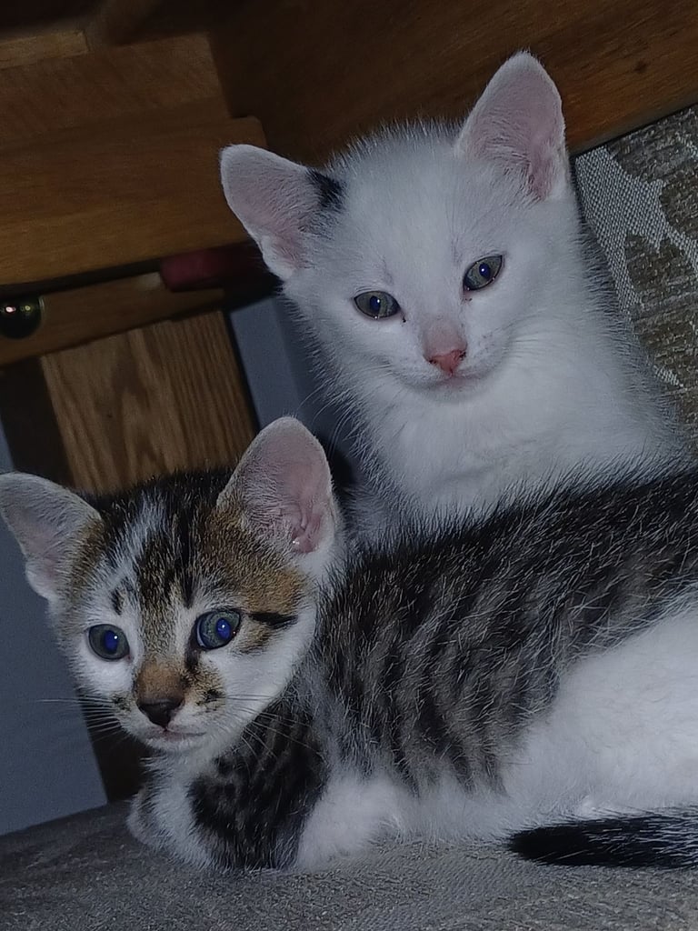image for Kittens for sale