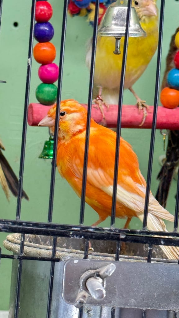 Budgies 