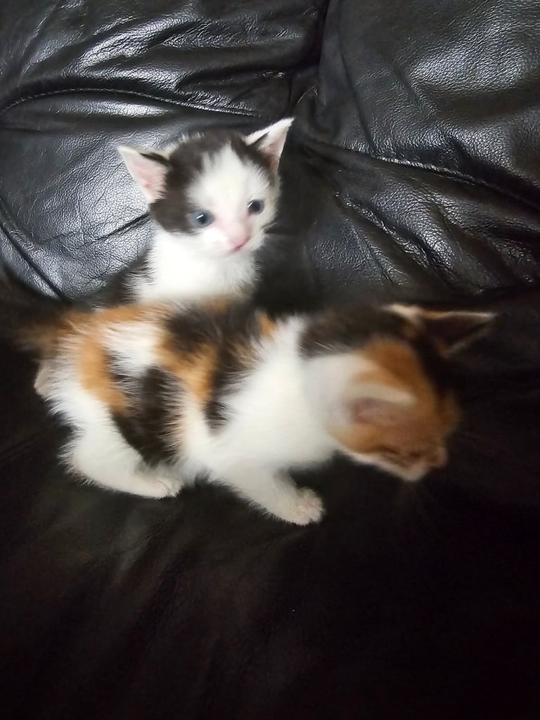 Kittens 