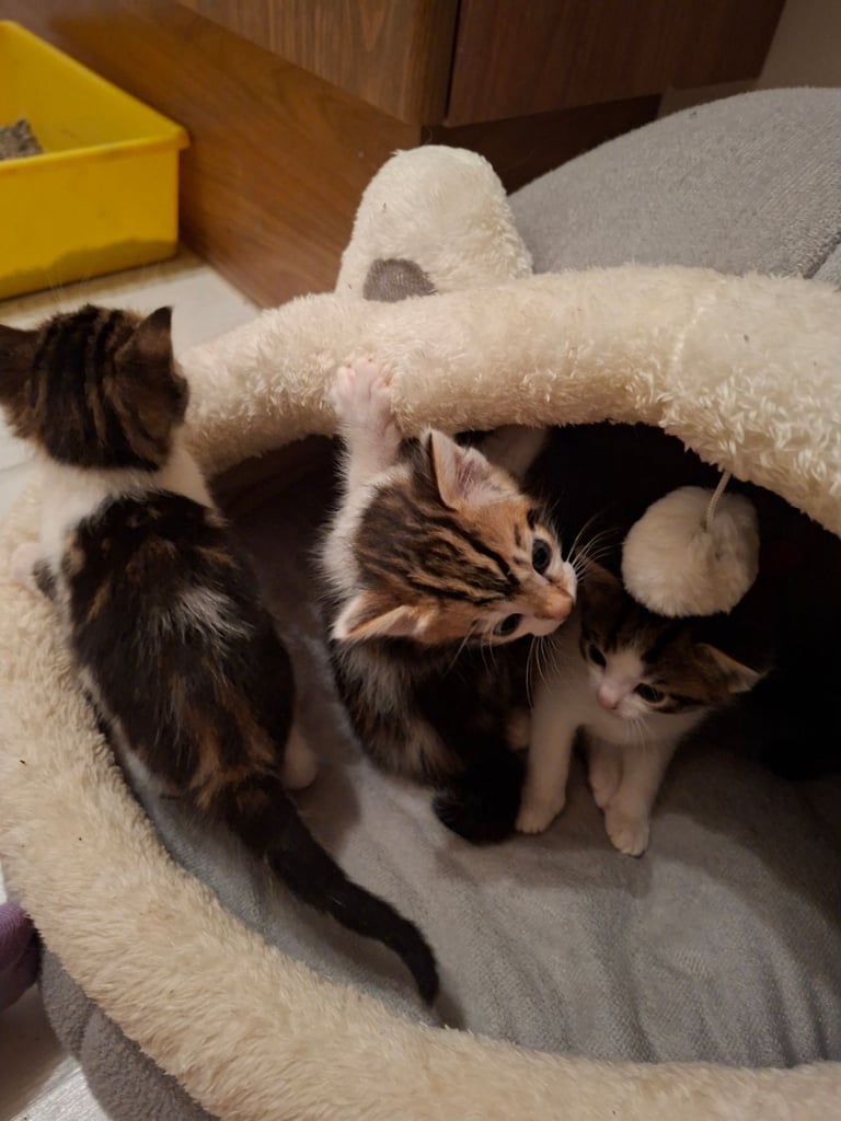 Beautiful Kittens for Sale 