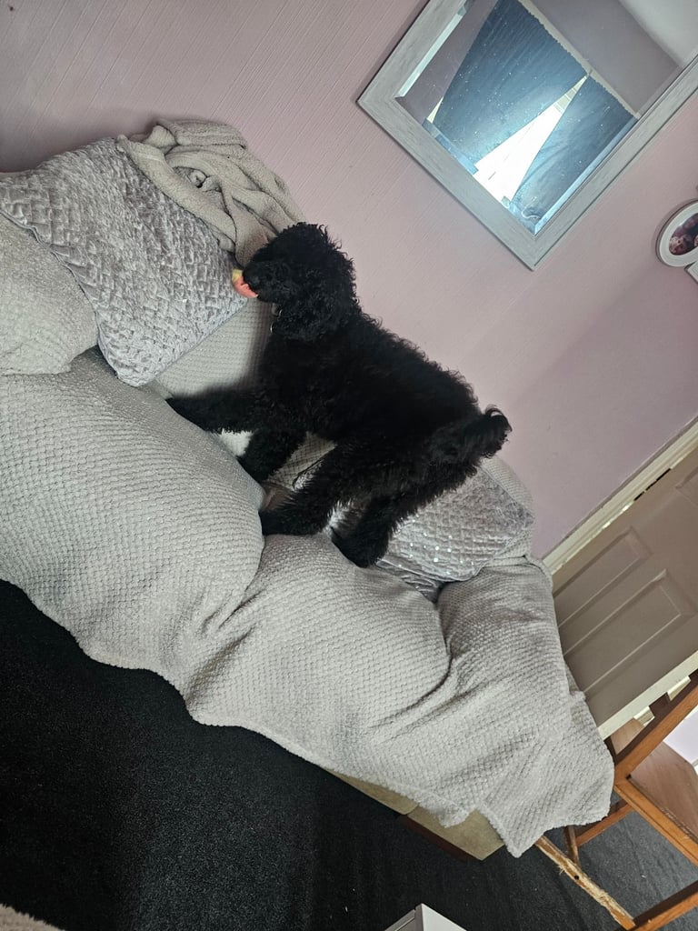 Standard poodle 6 months old female