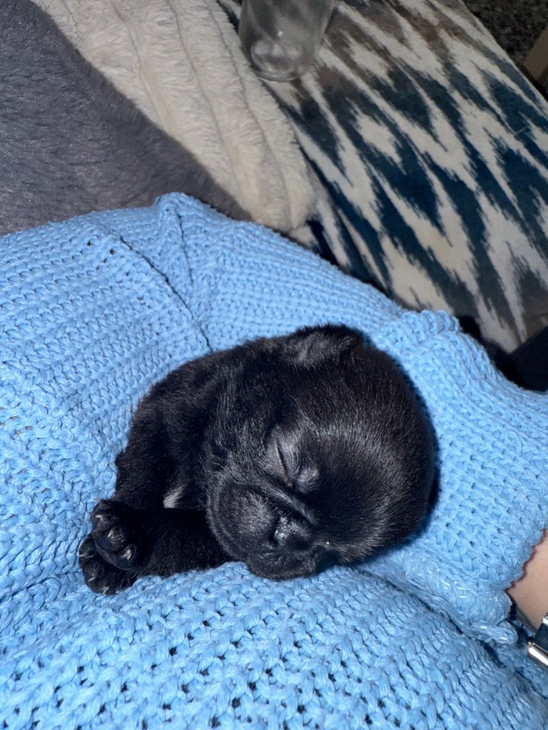 KC Pug Puppies 