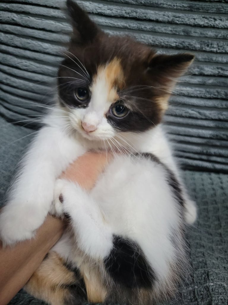 11 week old kitten /female 