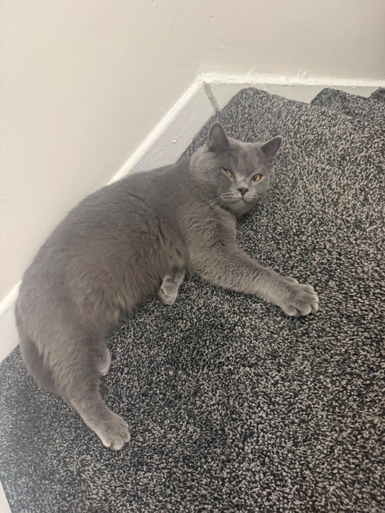 British Shorthair Male 1 years old 
