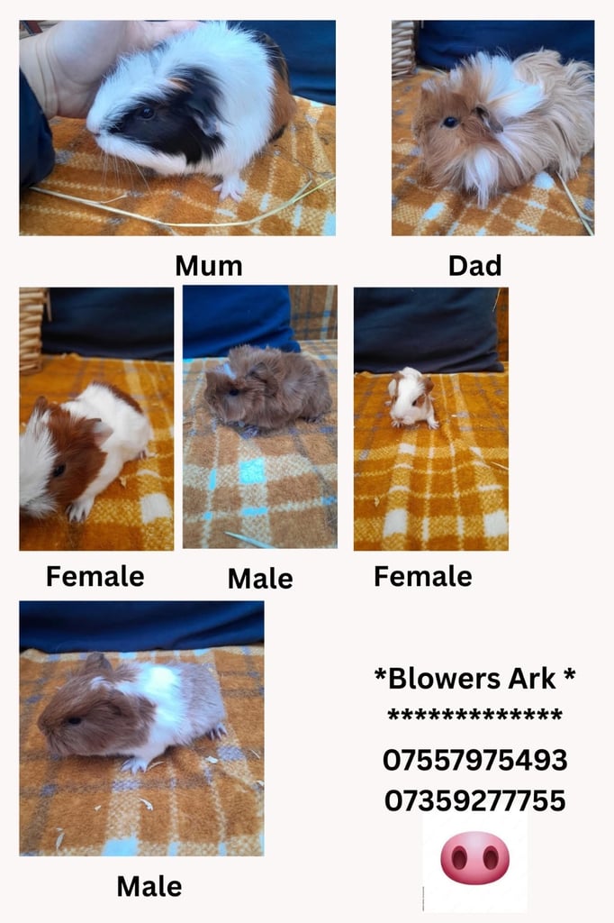 Guinea pigs for sale