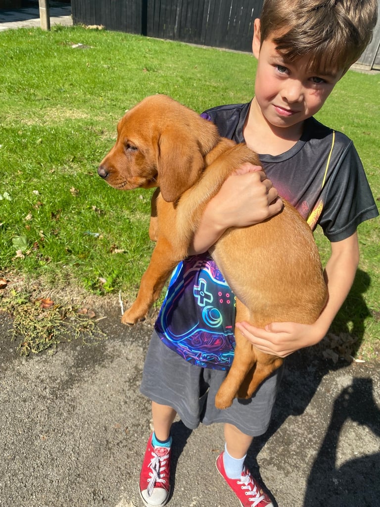 READY NOW Kc reg Labrador puppies both jabs microchip flea worm insured 