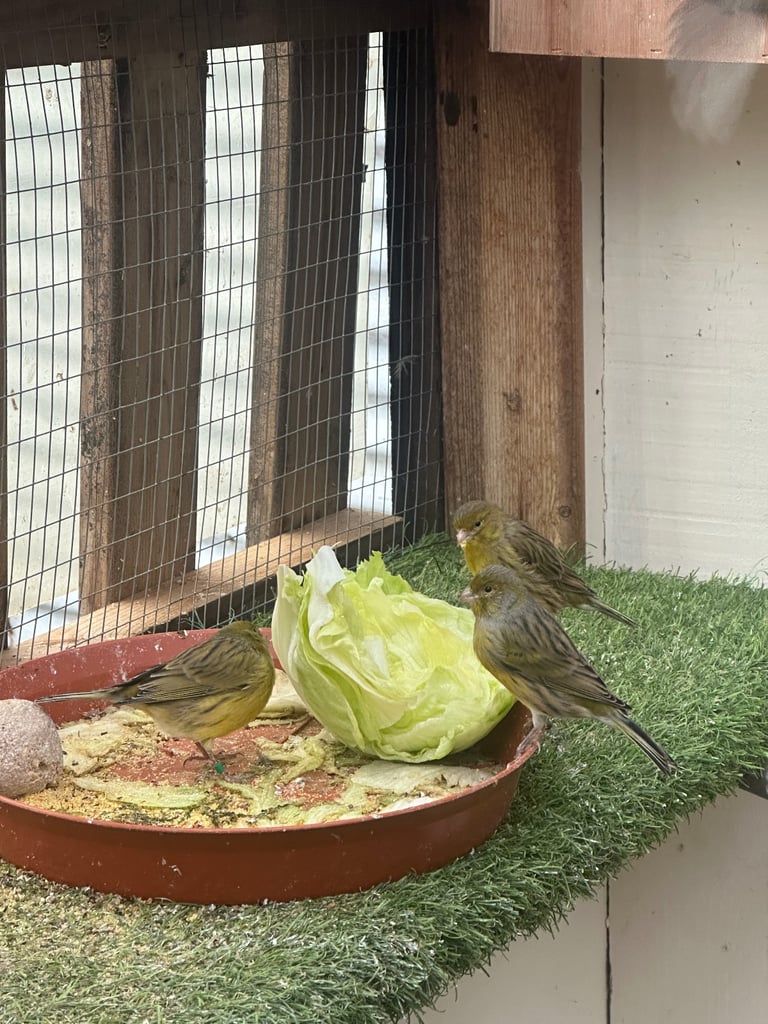 Canary’s for sale