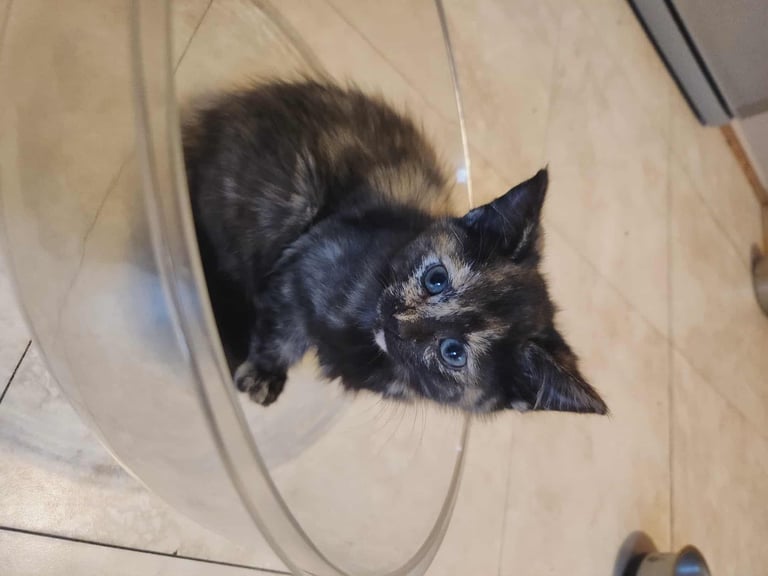 8 kittens looking for new homes