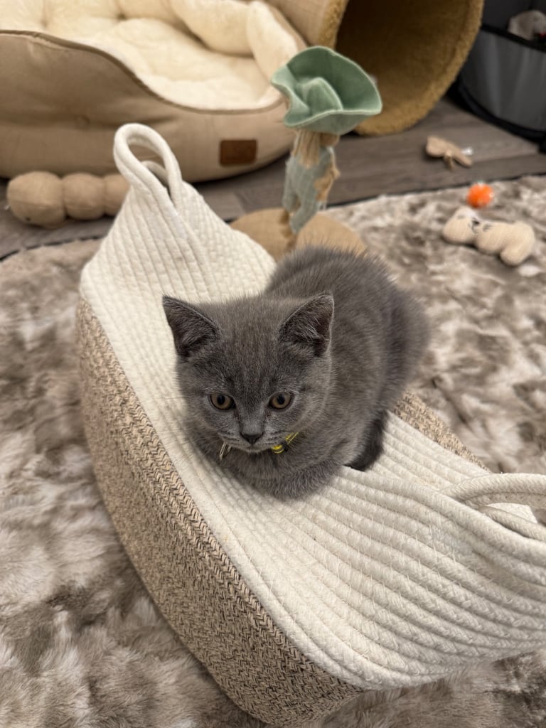 Gorgeous Blue Kittens – British Shorthair x Russian Blue Mix 