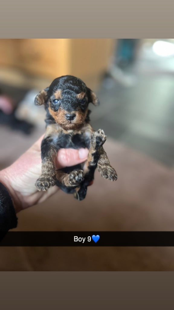 F1 b cockapoo puppies 