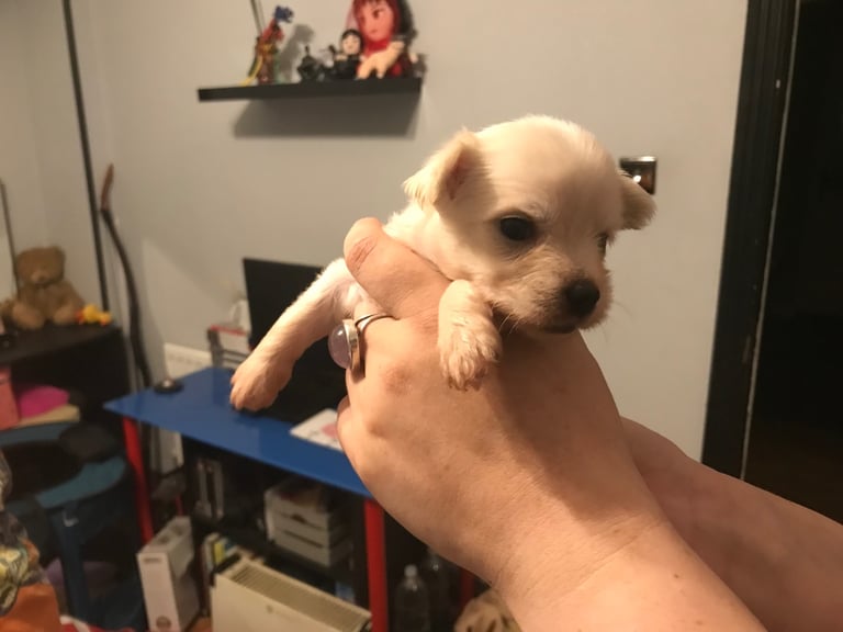 Rare Chi Chi Puppies