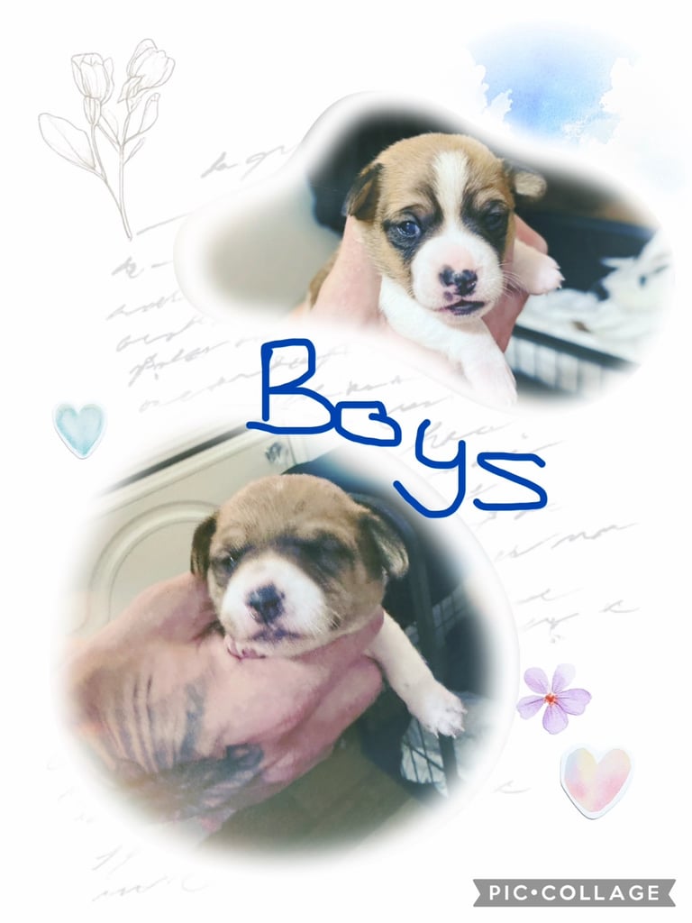 Stunning Jack Russell terriers 