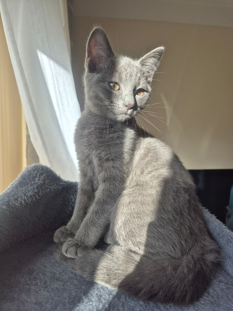 💖 Lovely 12-Week-Old Kitten Looking for a Loving Home