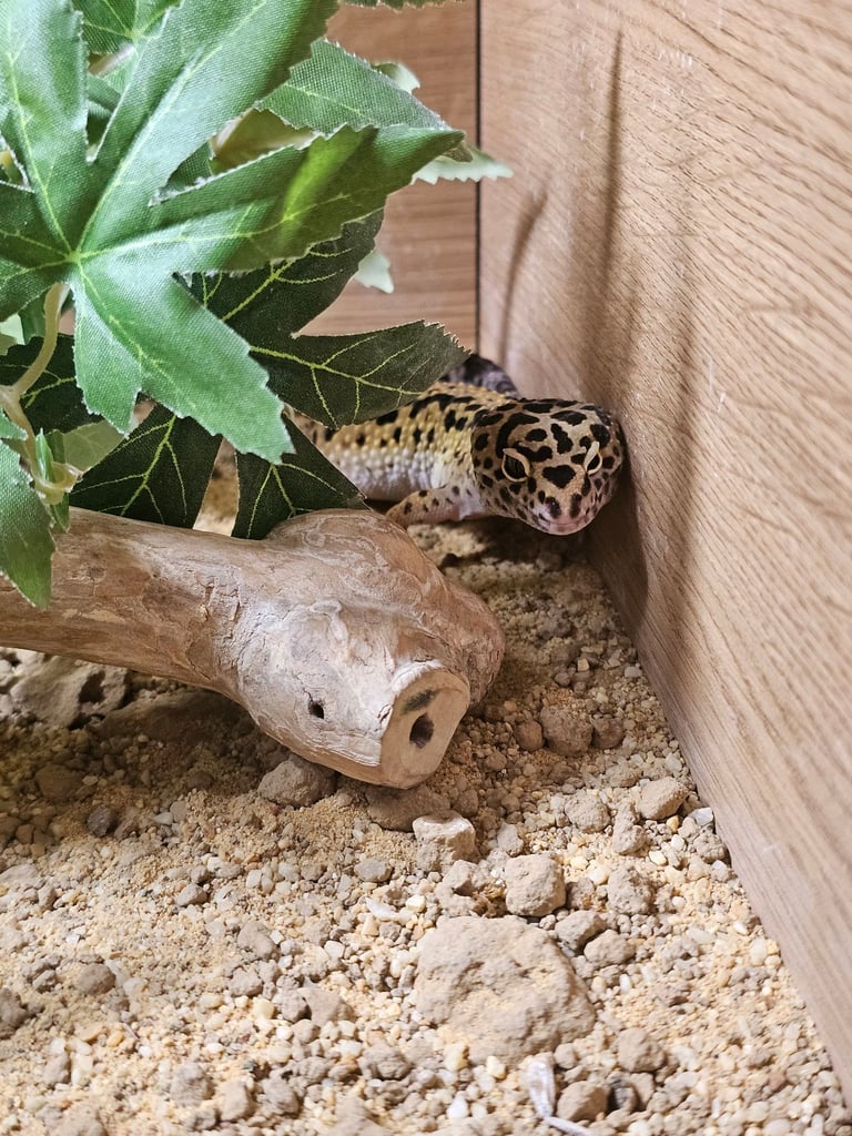 Gecko and tank
