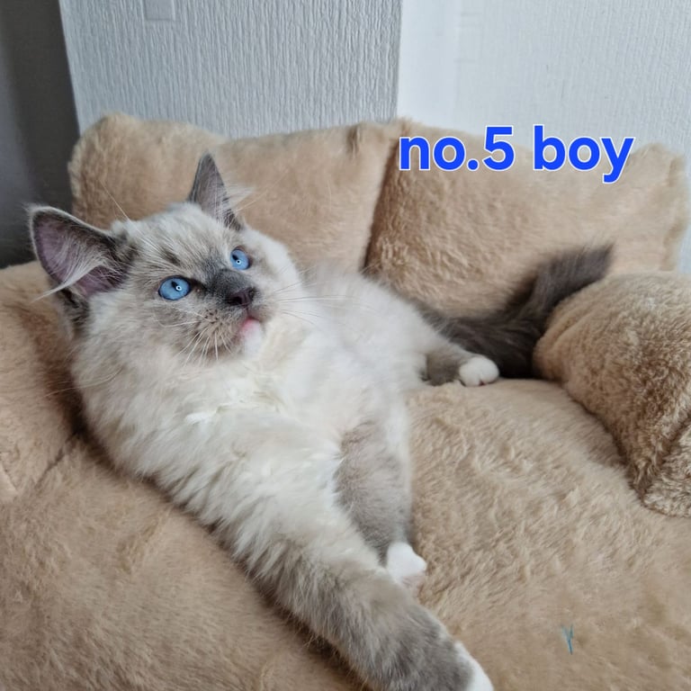 Ragdoll kittens