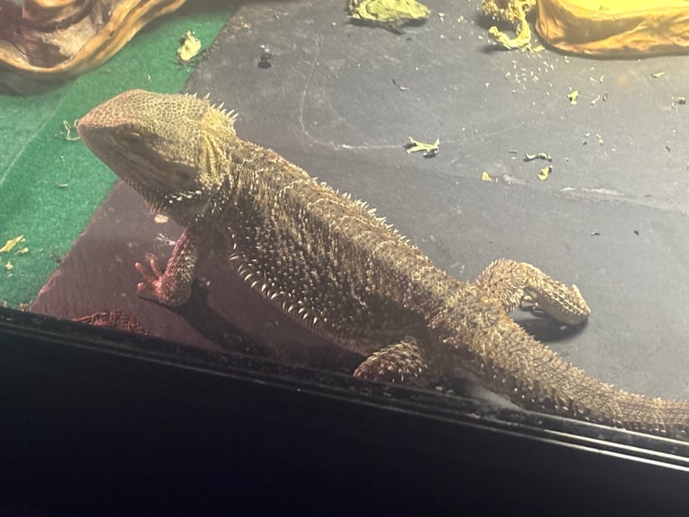 image for Bearded Dragon 