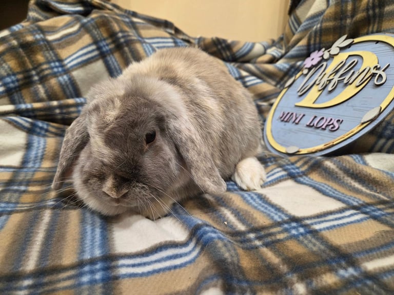 Mini lop bunnies