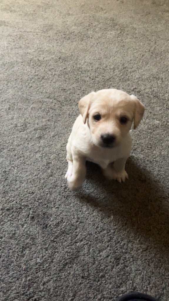 Lurcher puppies for sale 