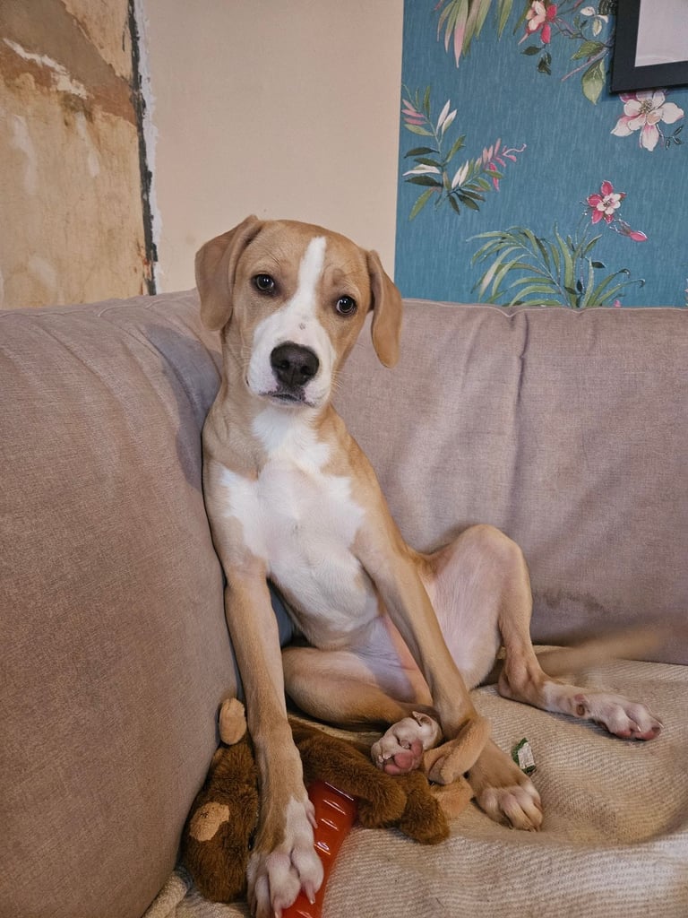 image for Mixed bread puppy 