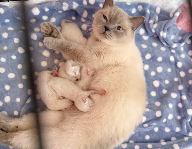 Beautiful British short hair/Ragdoll kittens