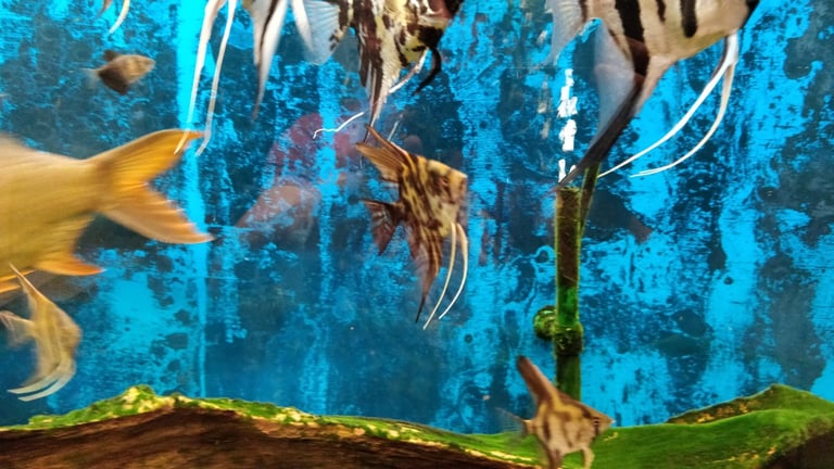 AngelFish for sale 