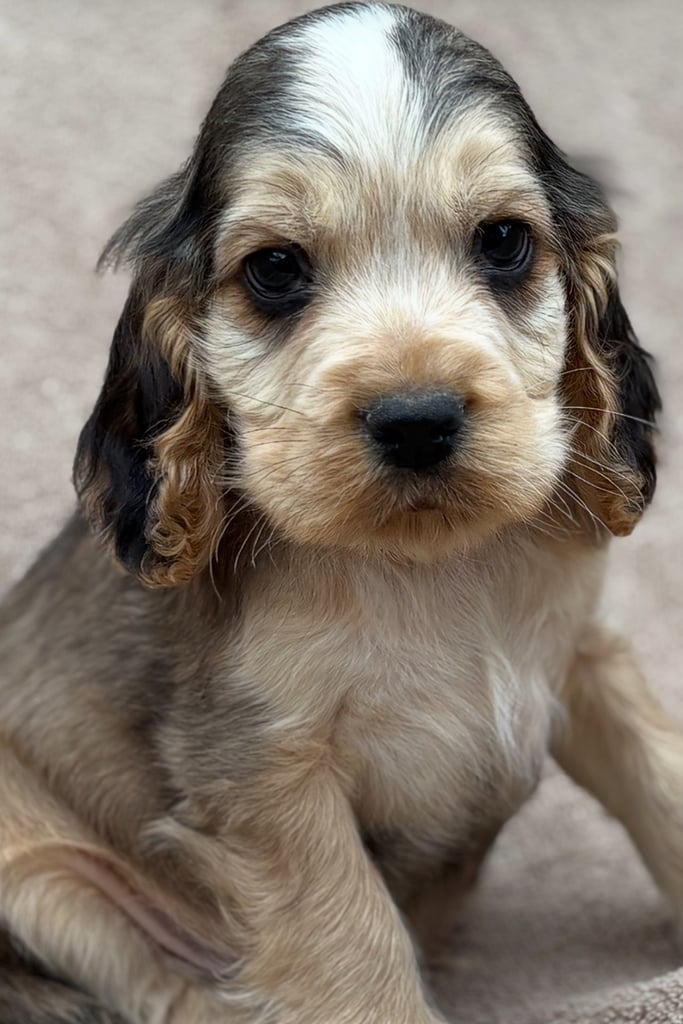 image for Show cocker spaniels